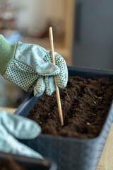 close up girl sowing flower seeds in garden pots. home mini garden on balcony