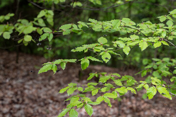 Flying insects at the edge of the forest on the leaves of a tree