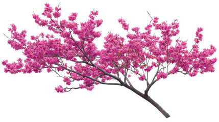 Fototapeta premium Cercis canadensis tree blooming outdoors with green leaves isolated on white background