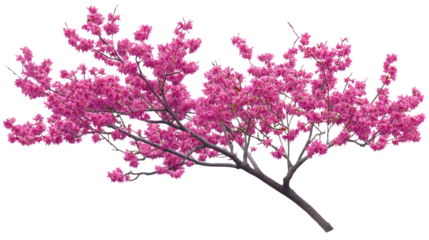 Cercis canadensis tree blooming outdoors with green leaves isolated on white background