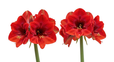 Two vibrant red amaryllis flowers with water droplets on petals isolated on transparent background