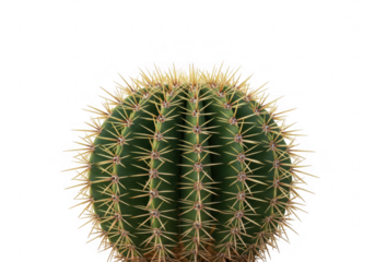A green cactus with sharp spikes is isolated on a transparent background