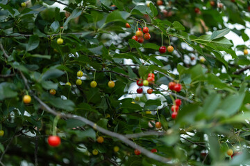 cherry tree with fruits, cherry growing. sweet berry, agriculture