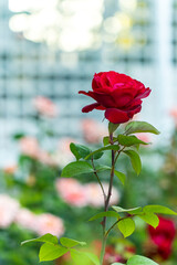 beautiful bright red rose , lonely isolated red rose in garden with blurred background