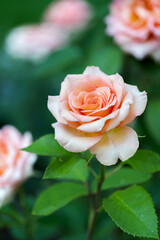 macro photo of beautiful bright rose close-up with blurred background