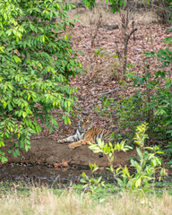 wild bengal male tiger or panthera tigris cub sitting in winter season safari at bandhavgarh national park forest reserve madhya pradesh india asia