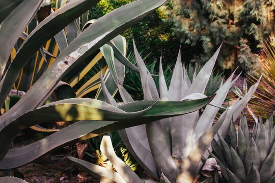 A detailed view of an agave plant, showcasing its large, textured leaves in natural light. Close-up shot of a giant agave plant, showcasing its large, thick, and spiky leaves with natural lighting.