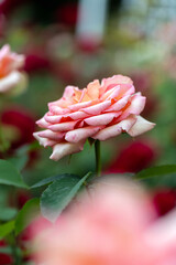 macro photo of beautiful bright rose close-up with blurred background