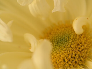 11月に咲いた可愛らしいキクの花