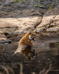 wild female bengal tiger or panthera tigris at ranthambore national park rajasthan india. tigress chilling cooling off body in water angry face expression in hot condition summer season forest safari