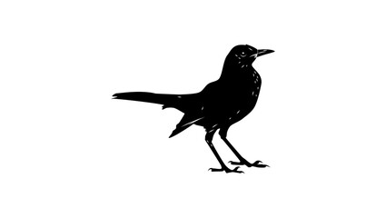 Obraz premium Chiguanco Thrush, bird, black isolated silhouette
