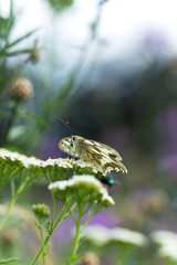 beautiful macro photography of butterfly on purple flower thorn. bright sunny day white butterfly on flower with beautiful blurred background