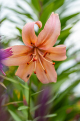 Fototapeta premium close-up macro photo of a lily flower