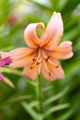 Obraz premium close-up macro photo of a lily flower