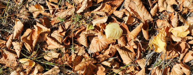 Close-up texture of dry fallen leaves lying on the ground. Natural autumn background with warm earthy colors and crisp foliage. Perfect for seasonal themes, environmental projects, and nature design