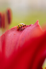 close up macro shot of lady bug on petal