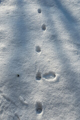 Animal tracks in the snow