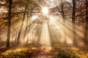 Selbstklebende Fototapeten Waldweg Sunlight filtering through tall trees in an autumn forest, casting warm rays over a leaf-covered footpath.   © VanderWolf Images