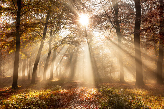 Sunlight filtering through tall trees in an autumn forest, casting warm rays over a leaf-covered footpath.  - Powered by Adobe