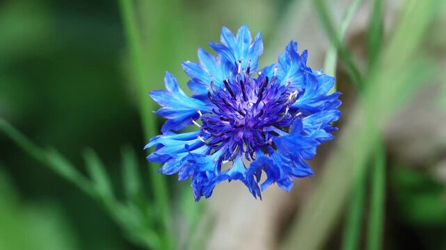 Blue cornflower in shadow and sun.