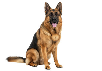 A majestic german shepherd dog sitting attentively, isolated on transparent background