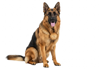 A majestic german shepherd dog sitting attentively, isolated on transparent background