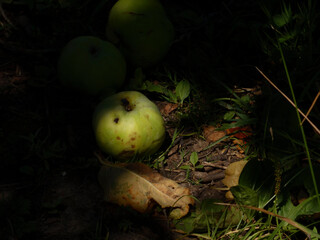 Fallen Unripe Green Apples Resting on Darkened Ground with Leaves