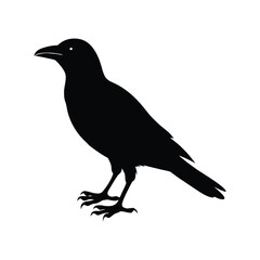 Obraz premium A crow bird silhouette vector illustration.