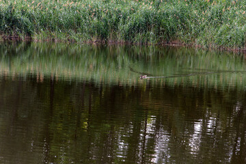 A calm river scene with lush green grass along banks. A small bird is swimming in water, creating...