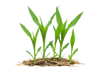 Fototapeta premium Young corn plants are growing in soil and straw, isolated on transparent background