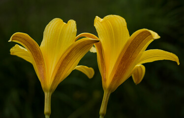 yellow lily flower
