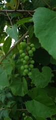 Close-up of unripe green grapes growing on vine among lush leaves in natural vineyard environment
