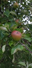 Green and red ripening apple hanging on a branch among fresh green leaves in summer orchard