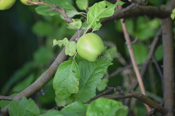 the photo shows a branch with an unripe apple