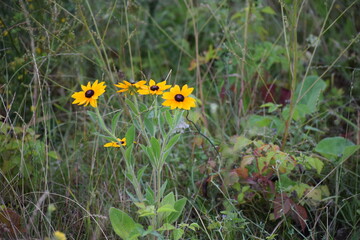 The photo shows Rudbeckia, a genus of annual, biennial and perennial herbaceous plants of the Asteraceae family.