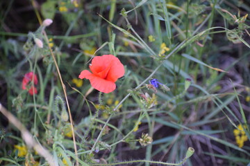 Obraz premium The photo shows a poppy, which I am from the Markov family, in the grass.