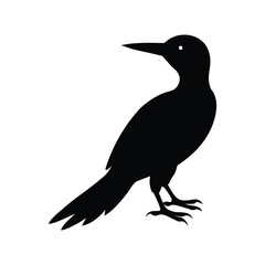 Fototapeta premium A woodpecker bird silhouette vector illustration.