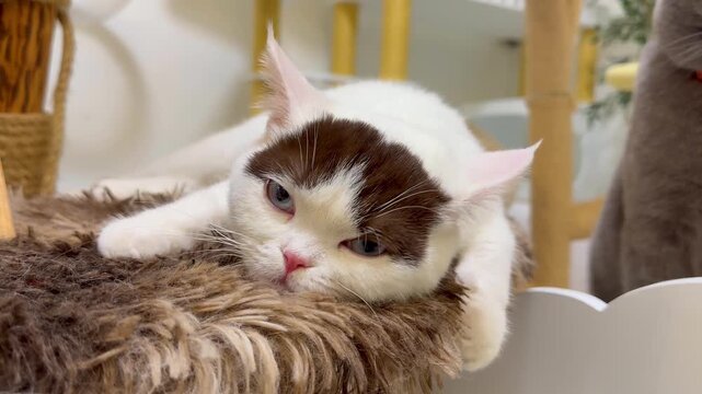 Two adorable cats, one white with brown patches and another grey, relax in their cozy cat tree, showcasing their playful and curious personalities.