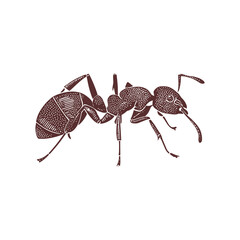 Intricate vector illustration of a side view of an ant, highlighting its anatomy with detailed patterns and lines. Perfect for educational and scientific purposes. 