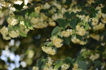 the photo shows linden inflorescences