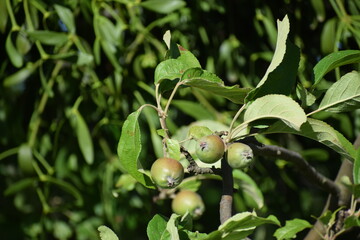 in the photo a branch with unripe green apples