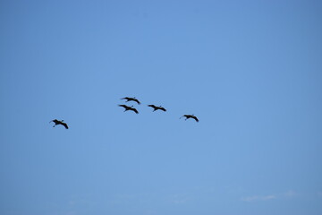 The photo shows silhouettes of birds flying against a bright sky.