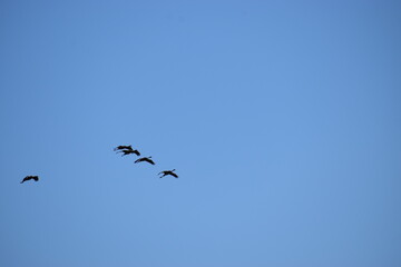 The photo shows silhouettes of birds flying against a bright sky.