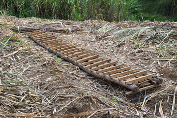 Ladder lying in the field, Ladder for distributing sugar cane to trucks