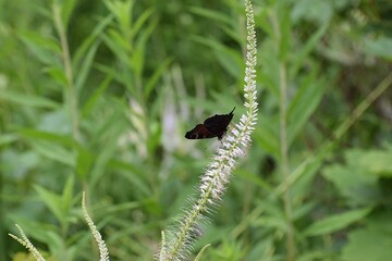 The image shows a peacock eye butterfly sitting on a flower.