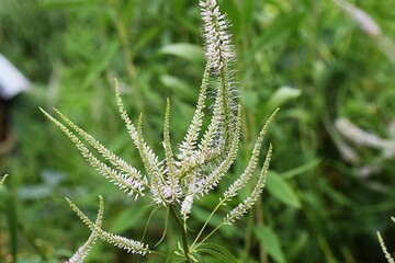 The image shows Veronicastrum virginiana