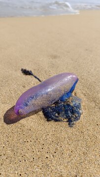 Carabela portuguesa (Physalia physalis), Fuerteventura