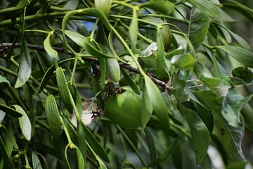 the picture shows mistletoe on an apple tree