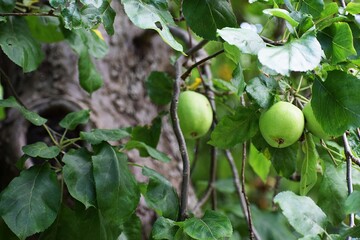 the image shows an apple tree with unripe green apples