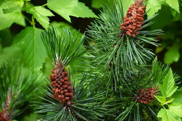 The photo shows pine branches with young cones. The characteristic needles and shape of the cones...